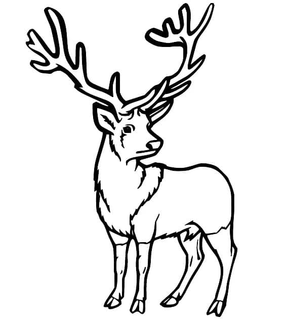 Coloriage Dessiner Cerfs gratuit