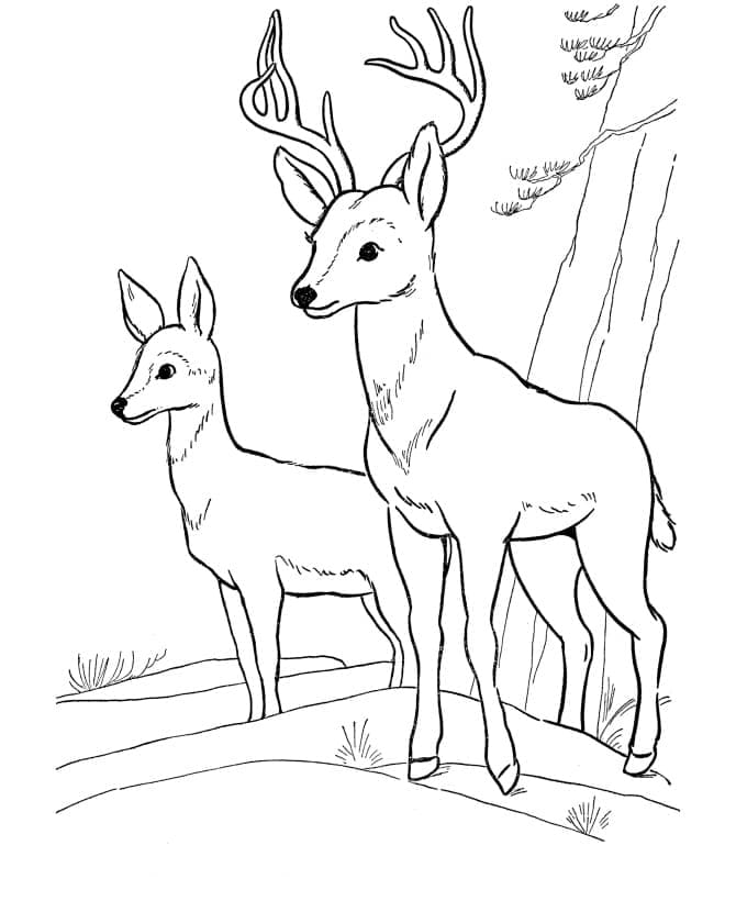 Coloriage Deux cerfs