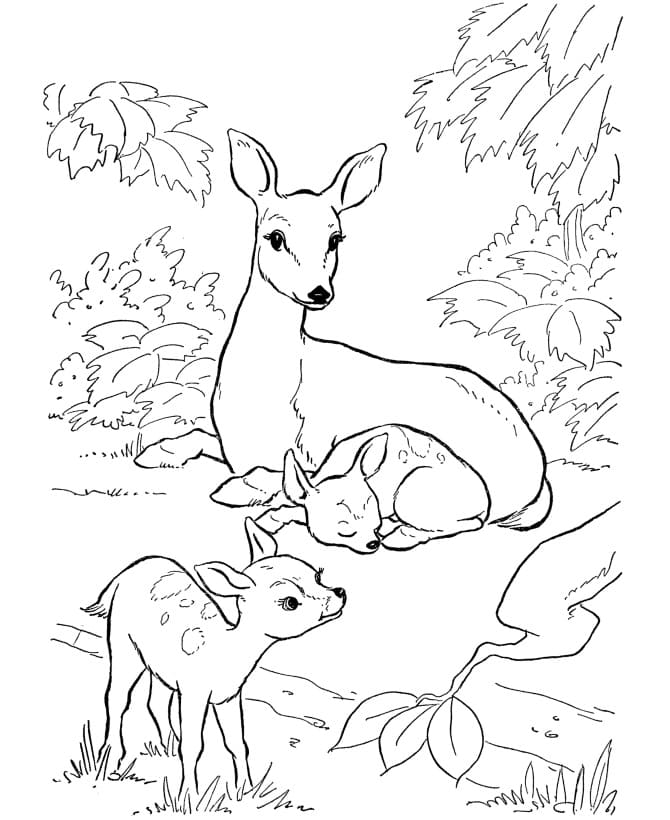 Coloriage Famille des cerfs