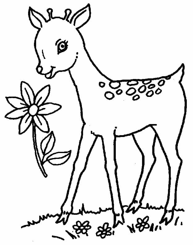 Coloriage Un bébé cerfs mignon