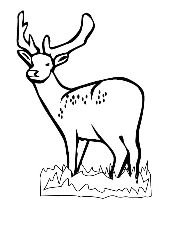 Coloriage Un cerfs