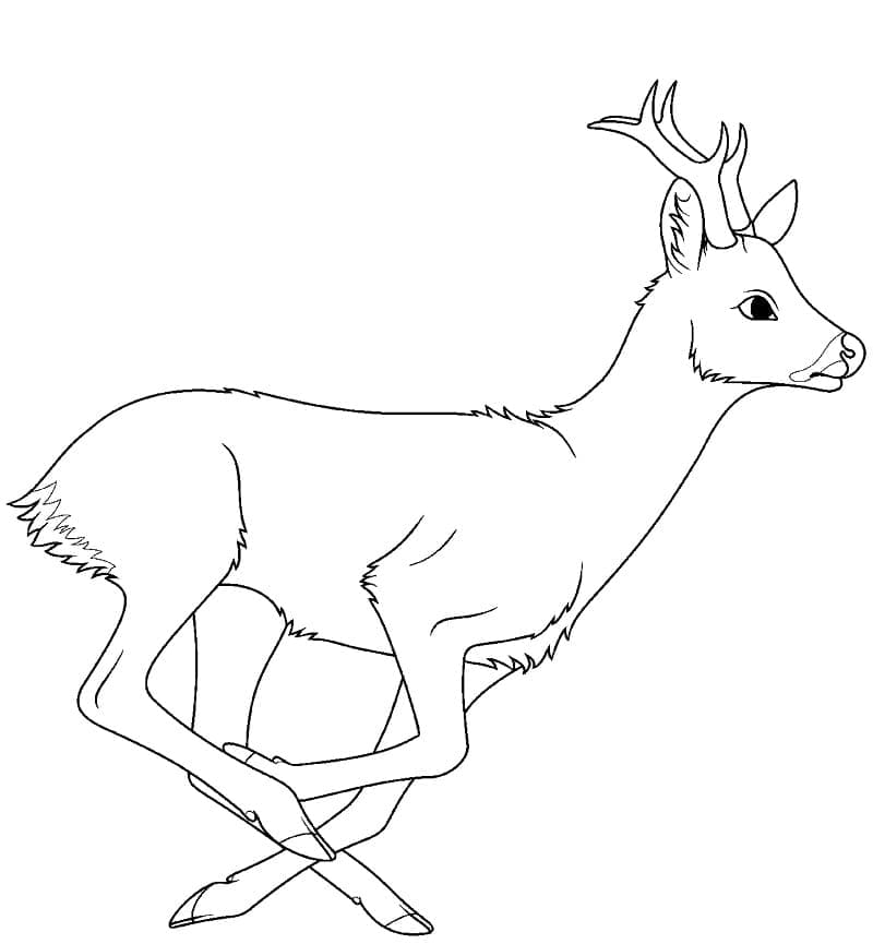 Coloriage Un cerfs qui court