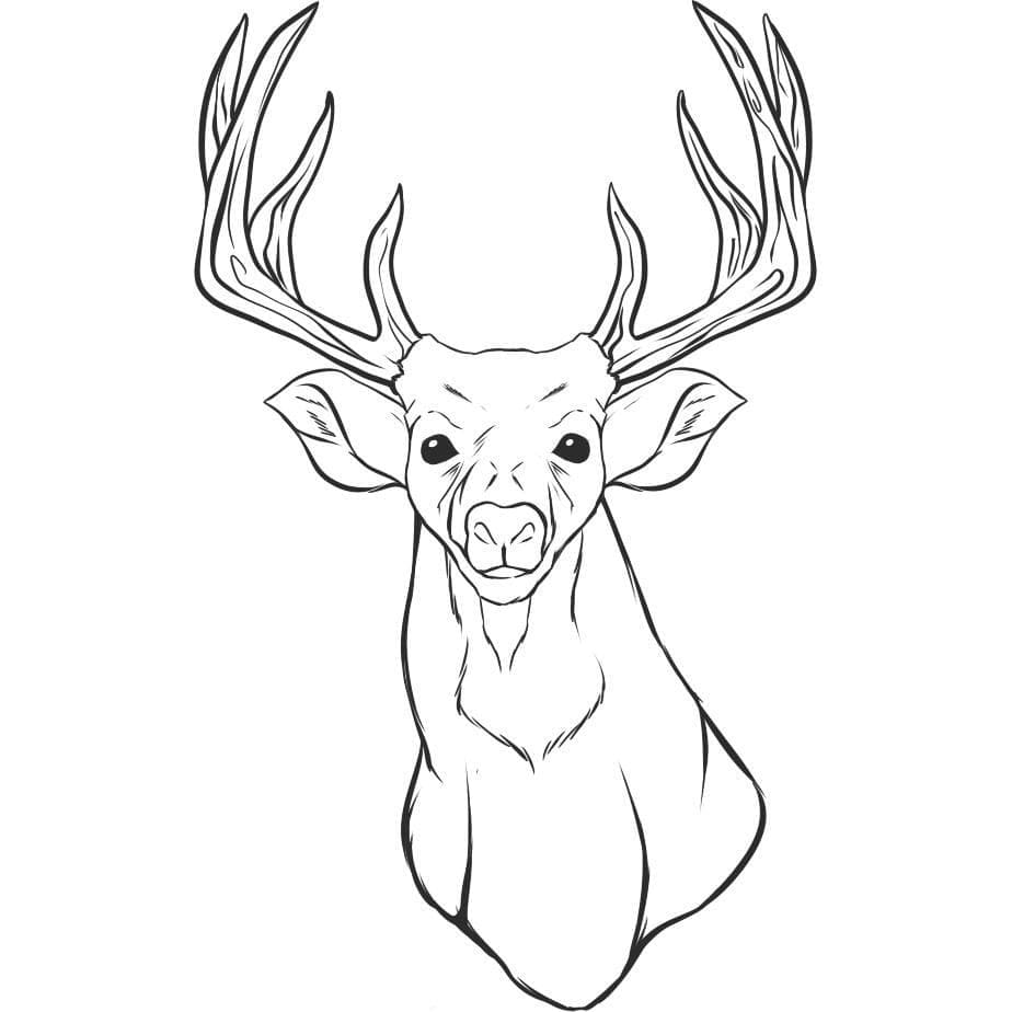 Coloriage Une tête de cerfs