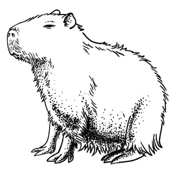 Coloriage Dessin Capybara pour les enfants