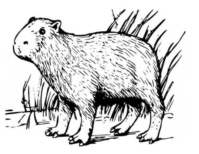 Coloriage Dessin de Capybara à imprimer gratuitement