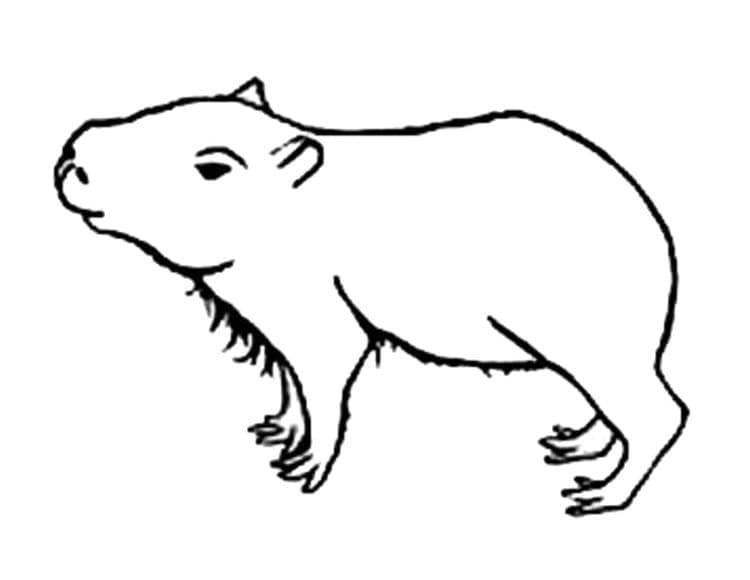 Coloriage Dessin de Capybara à imprimer pour les enfants