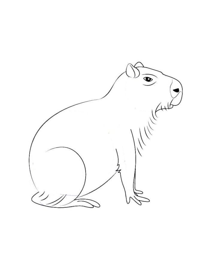 Coloriage Dessin de Capybara assis gratuit