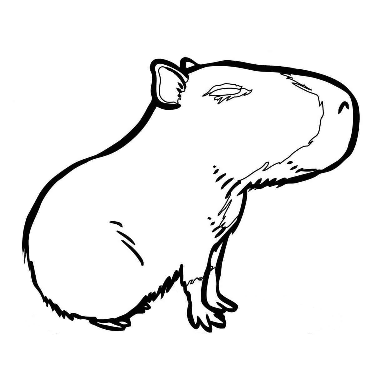 Coloriage Dessin imprimable une Capybara