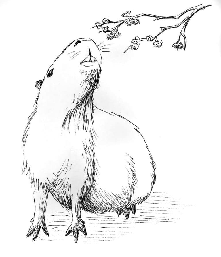 Coloriage Dessin un capybara réaliste