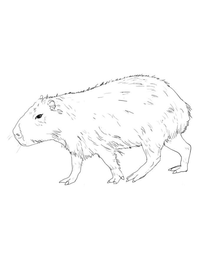 Coloriage Dessin une Capybara imprimable