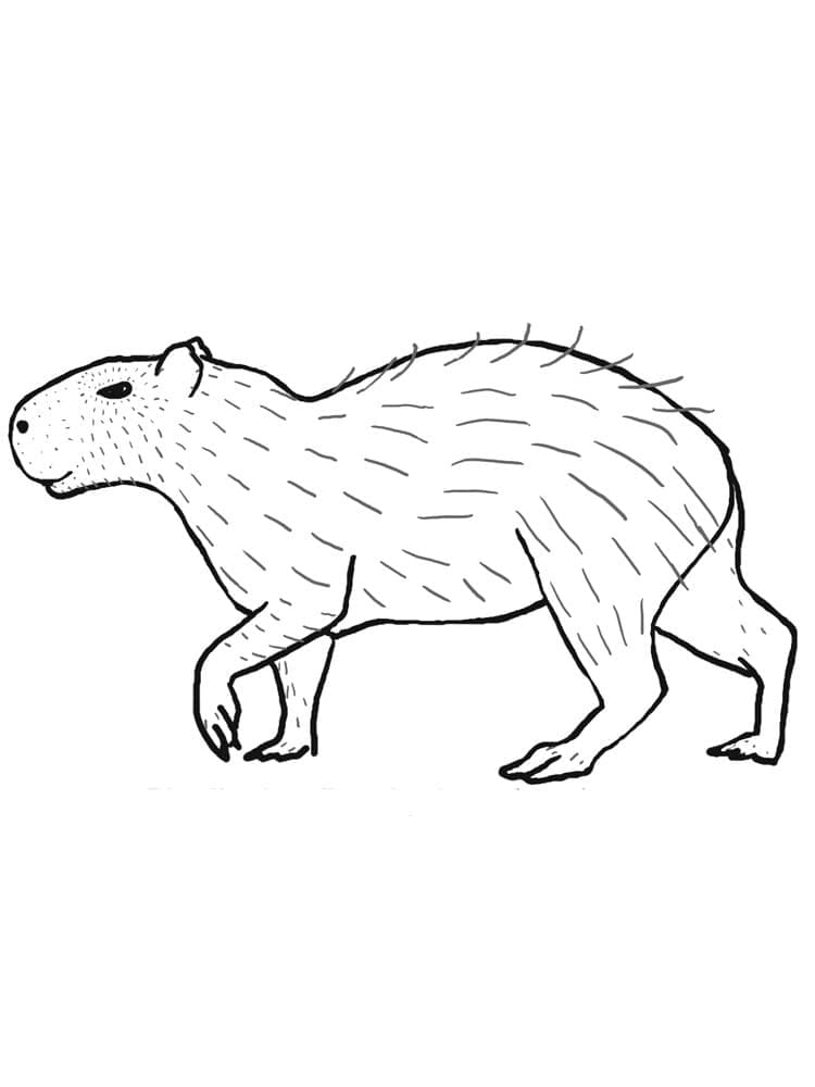 Coloriage Dessin une capybara marche