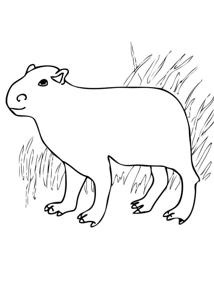 Coloriage Dessin une imprimé Capybara