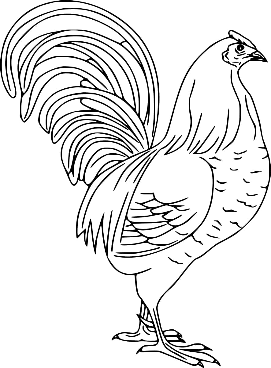 Coloriage Dessiner coq fort imprimable