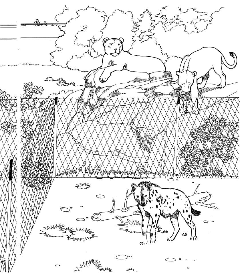 Coloriage Hyènes et lionnes dans un zoo