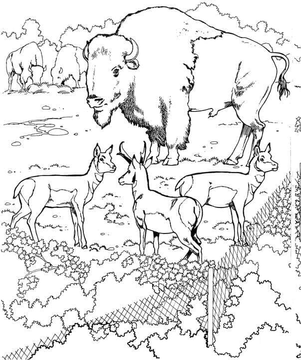 Coloriage Les animaux dans un zoo