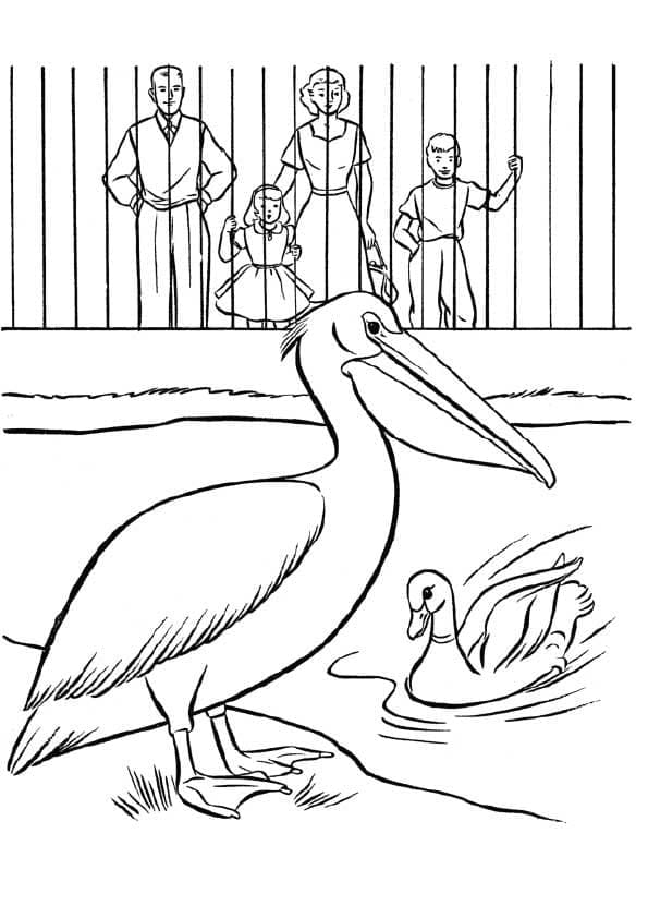 Coloriage Pélican et canard dans un zoo