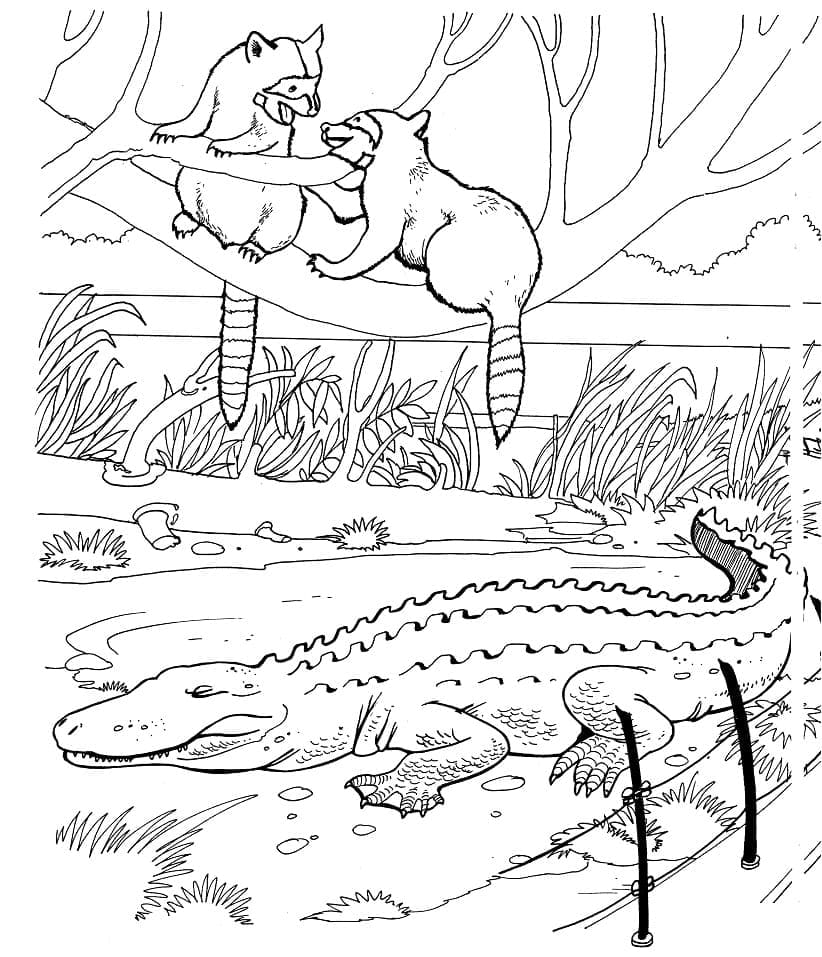 Coloriage Ratons laveurs et alligators dans un zoo