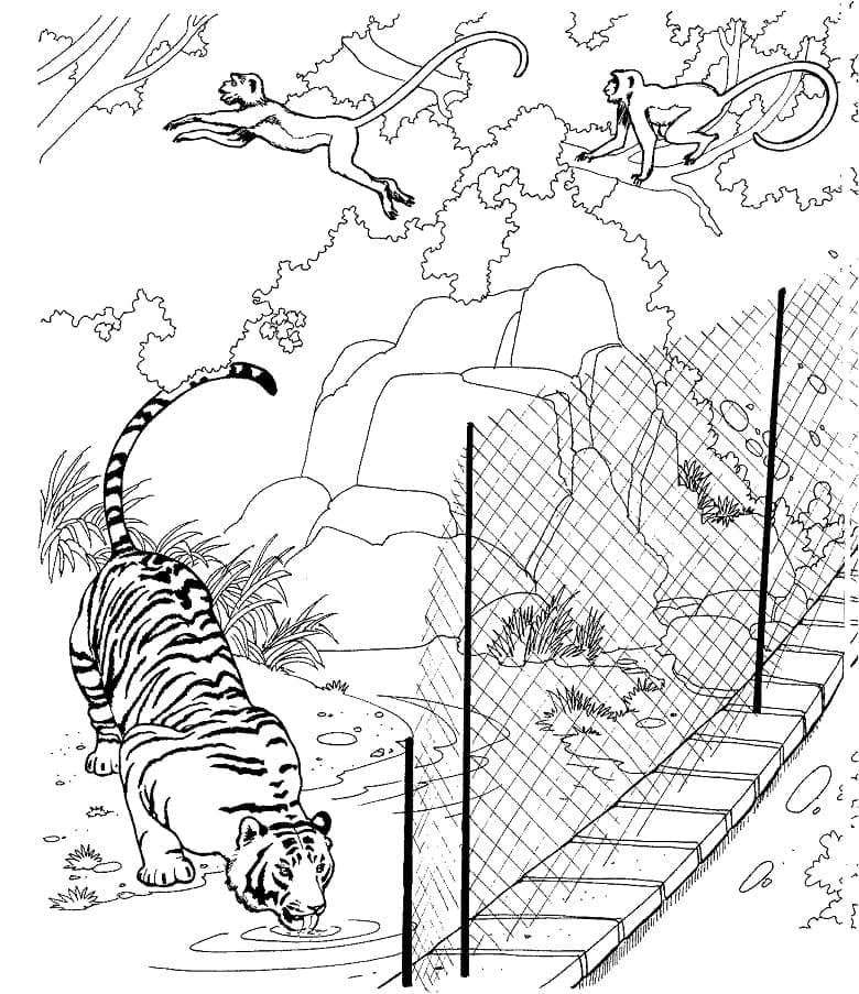 Coloriage Un tigre dans un zoo