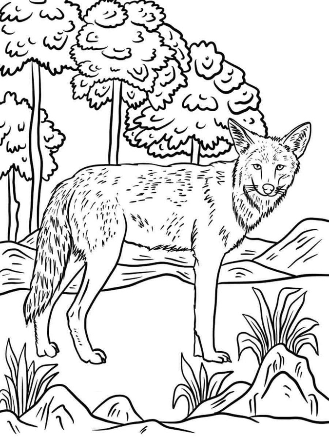 Coloriage Dessine coyote dans les bois