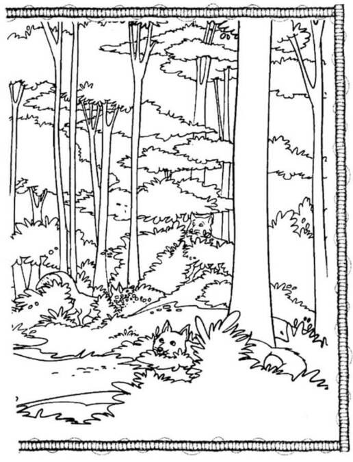 Coloriage Forêt à imprimer