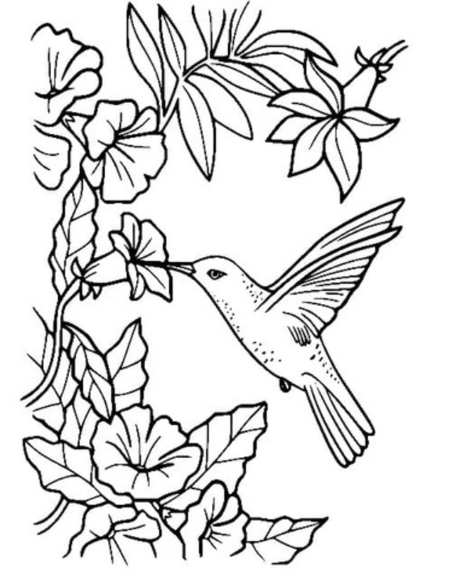 Coloriage Colibri basique