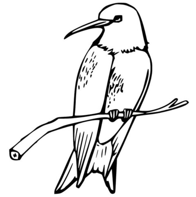Coloriage Colibri facile
