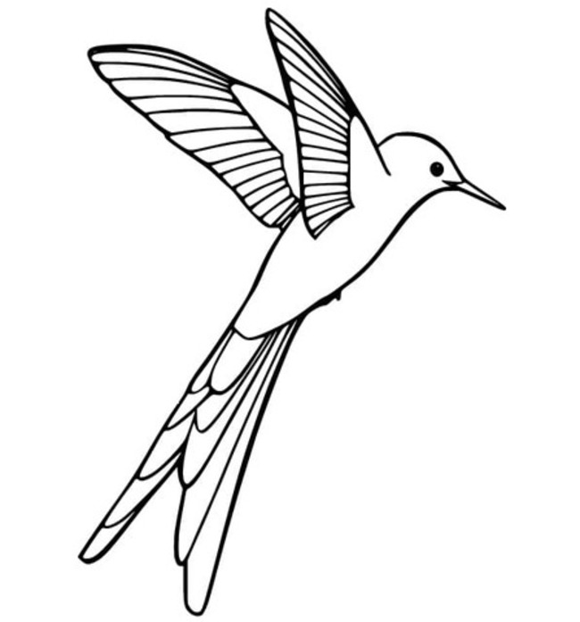 Coloriage Colibri gratuite pour les enfants