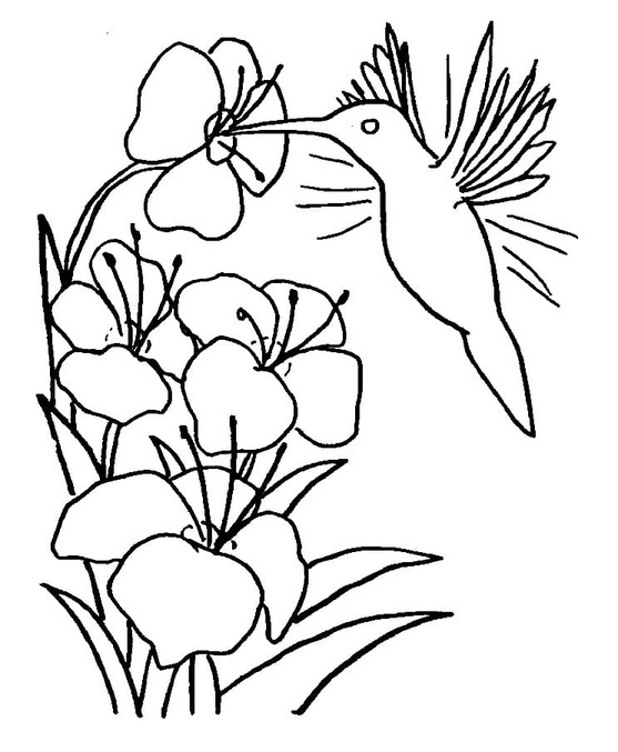 Coloriage Colibri imprimer gratuite
