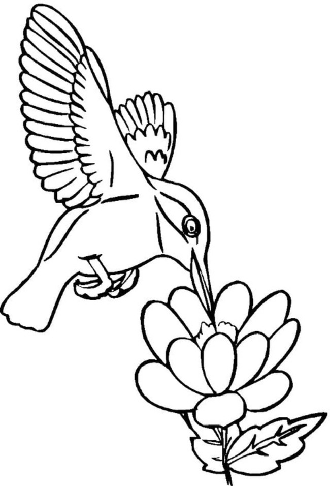 Coloriage Colibri imprimer pour les enfants