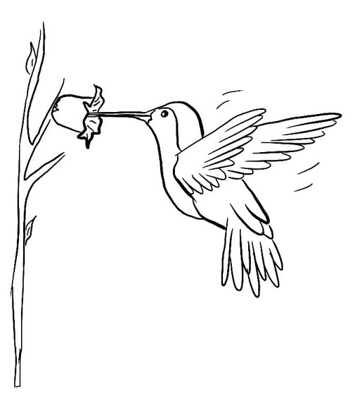 Coloriage Colibri mignon