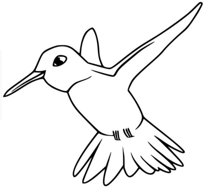 Coloriage Colibri simple