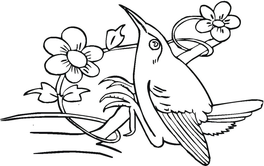 Coloriage Colibri très basique