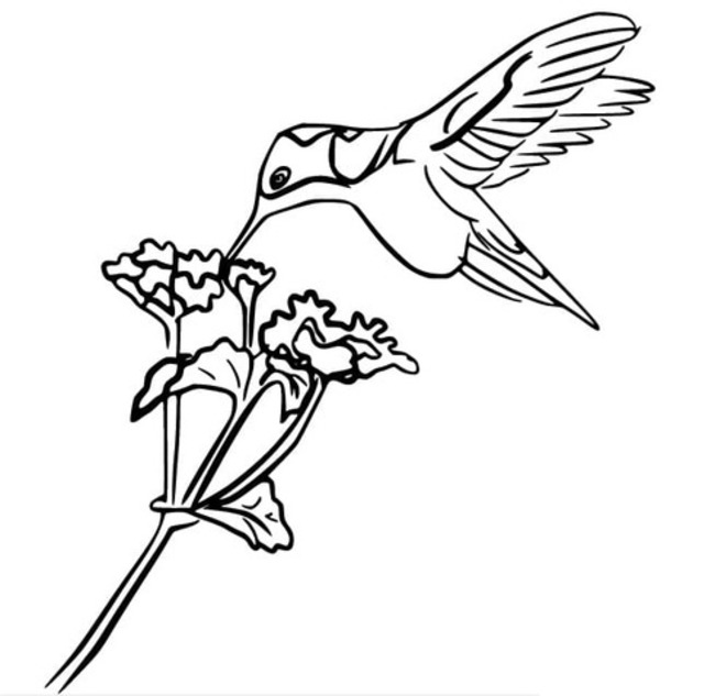 Coloriage Colibri très facile