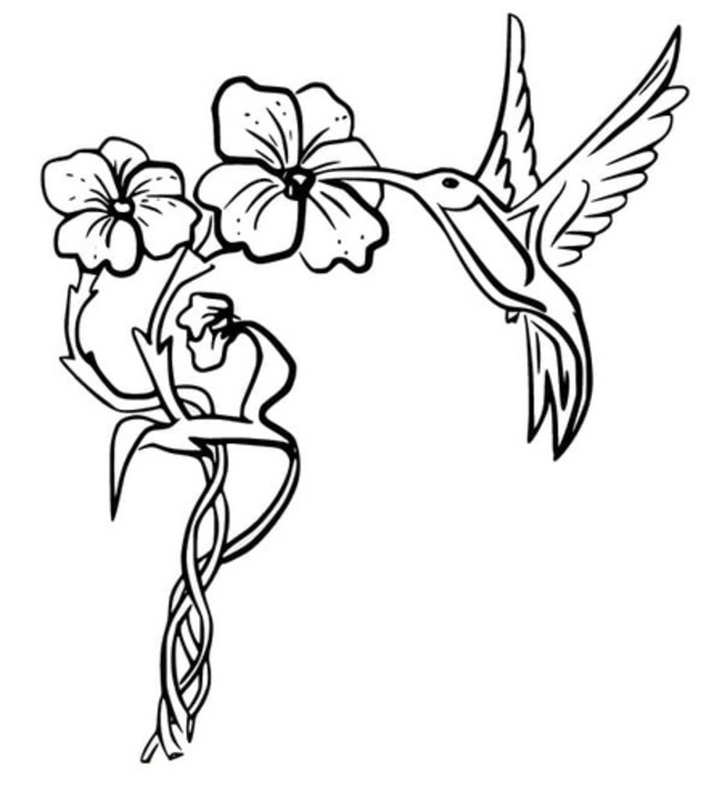 Coloriage Colibri très mignon