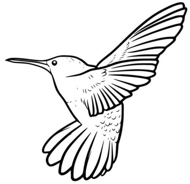 Coloriage Colibri très simple