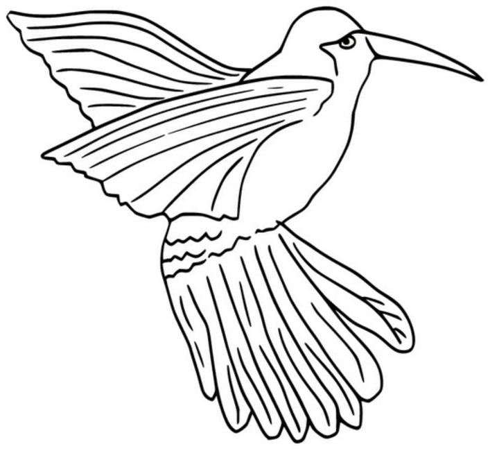Coloriage Dessin Colibri 4