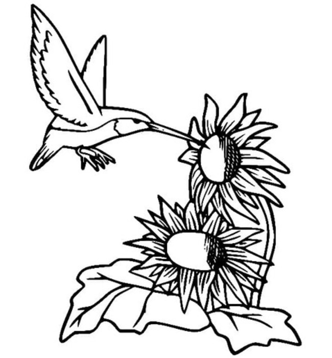 Coloriage Dessiner Colibri basique