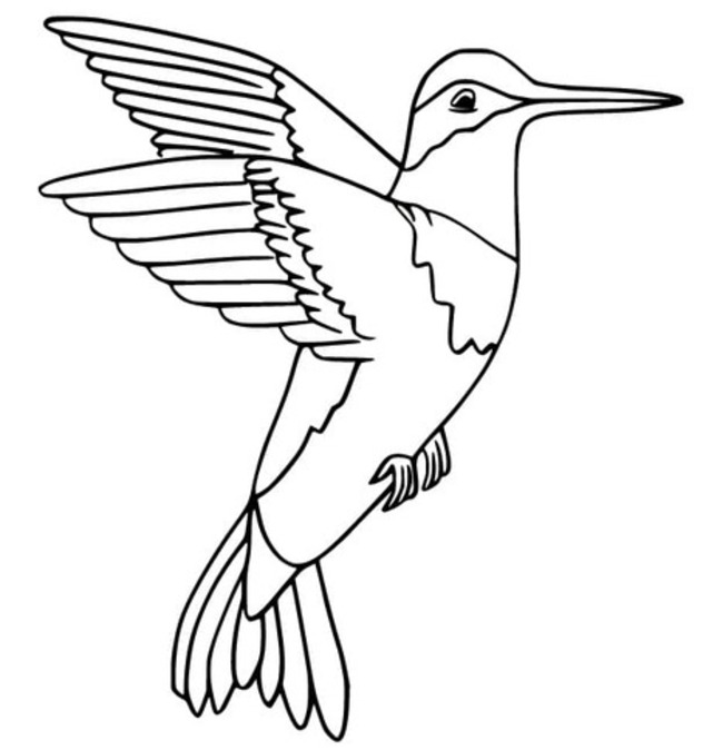 Coloriage Dessiner Colibri facile