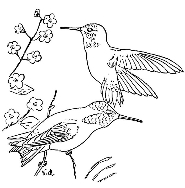 Coloriage Dessiner Colibri gratuite