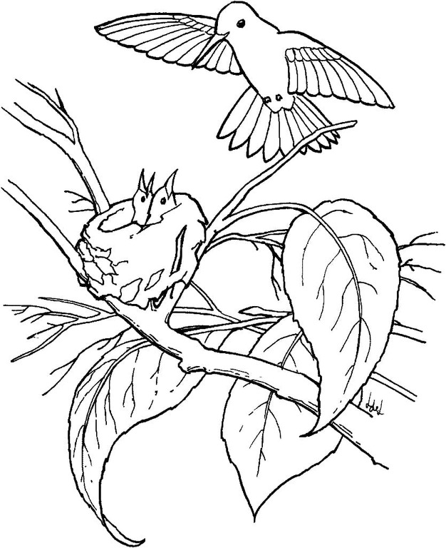 Coloriage Dessiner Colibri imprimable