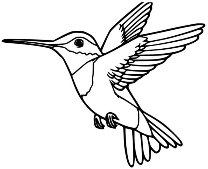 Coloriage Dessiner Colibri imprimer gratuite