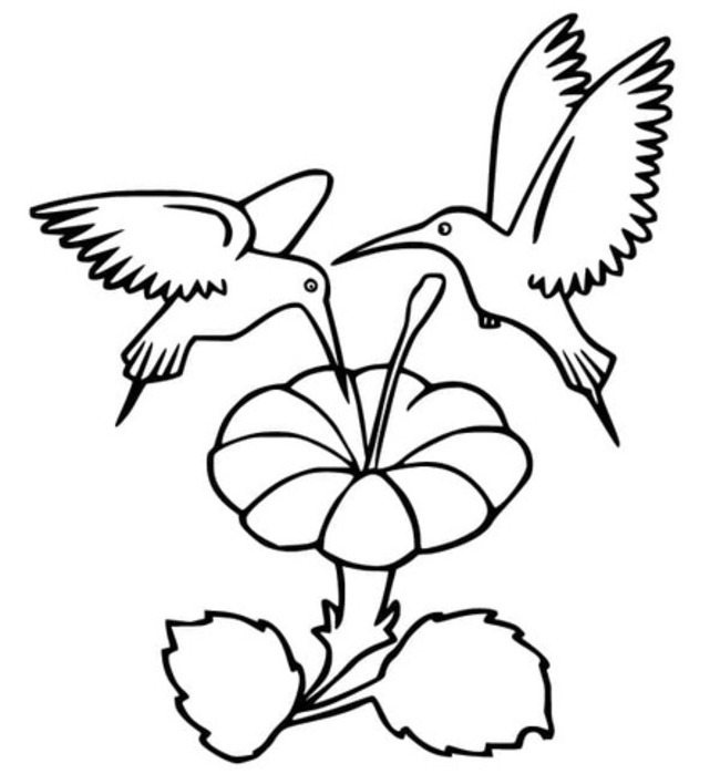 Coloriage Dessiner Colibri imprimer pour les enfants