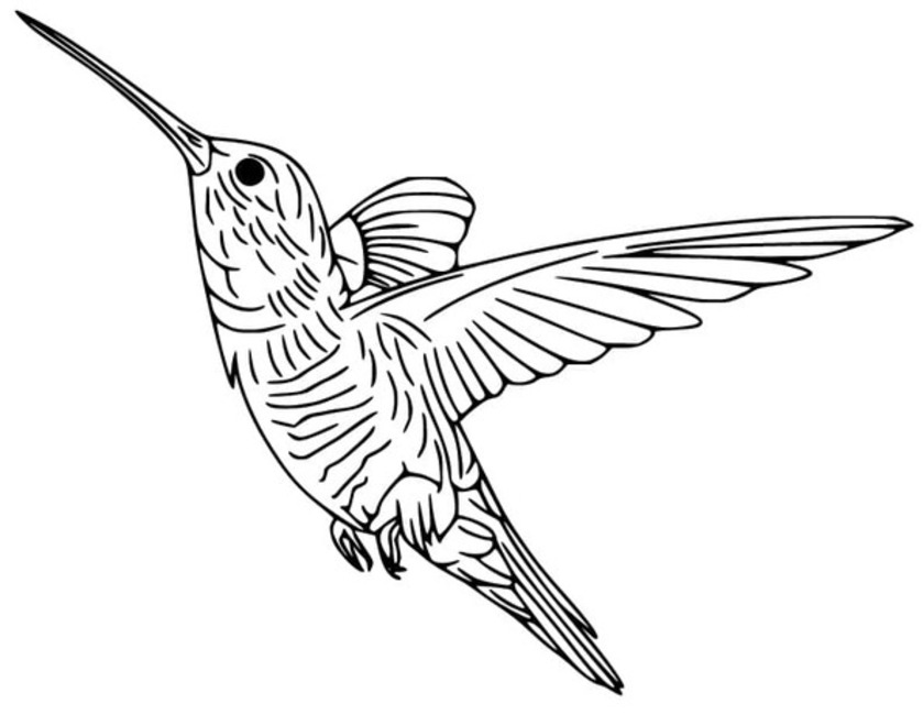 Coloriage Dessiner Colibri pour enfant
