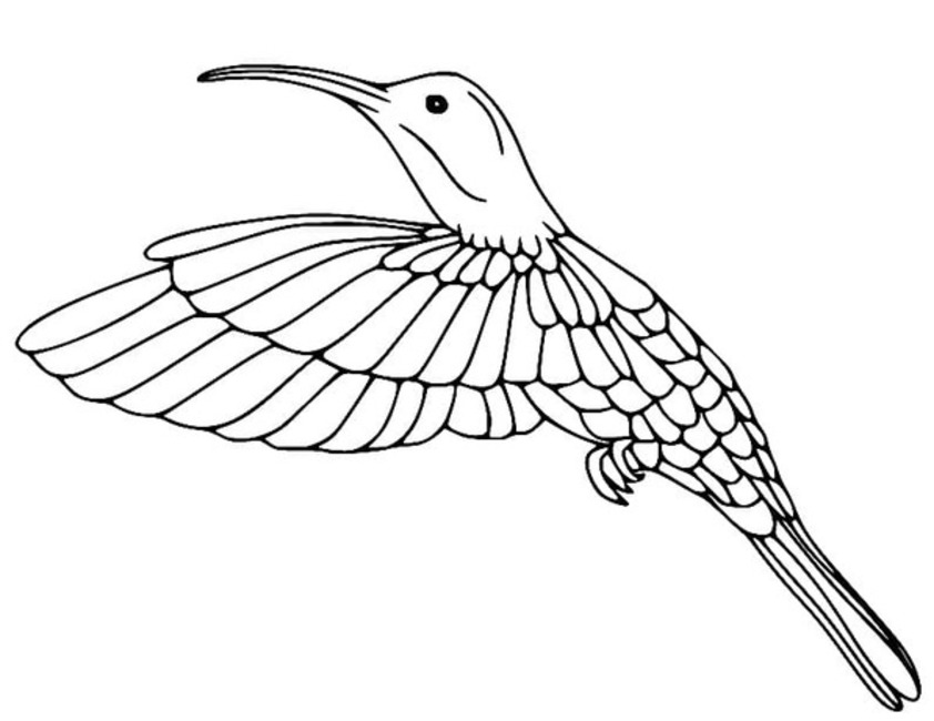 Coloriage Dessiner Colibri pour enfants