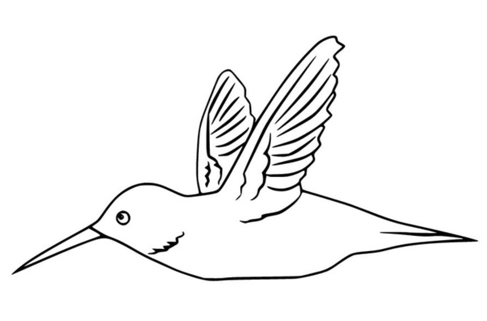 Coloriage Dessiner Colibri simple