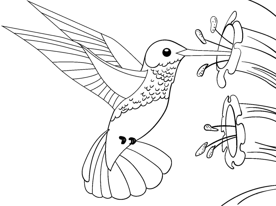 Coloriage Dessiner Colibri très simple