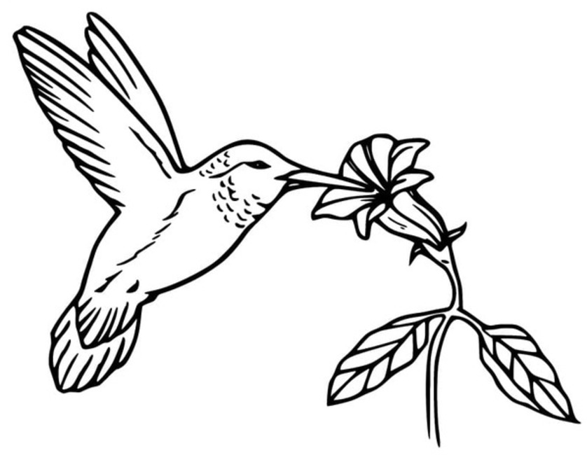 Coloriage Dessiner une image de colibri