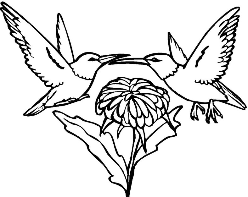 Coloriage Image colibri