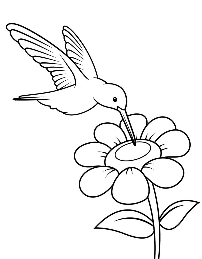 Coloriage Image colibri gratuite