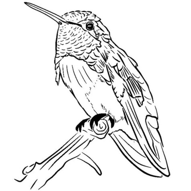 Coloriage Image colibri imprimable